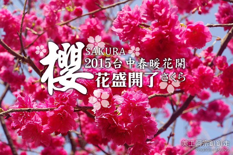 2015台中春暖櫻花開