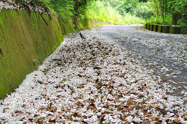 2015客家桐花季私房景點