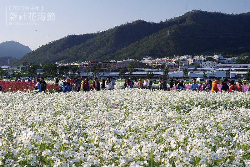 新社花海節