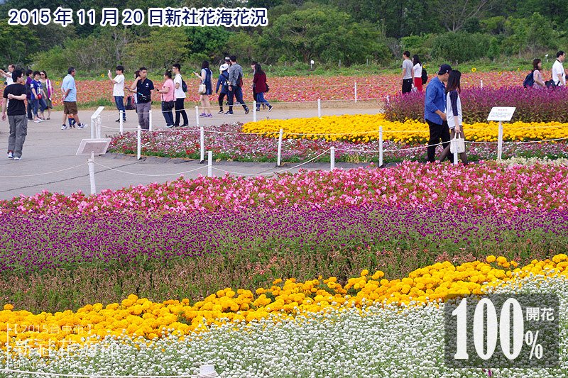 新社花海節