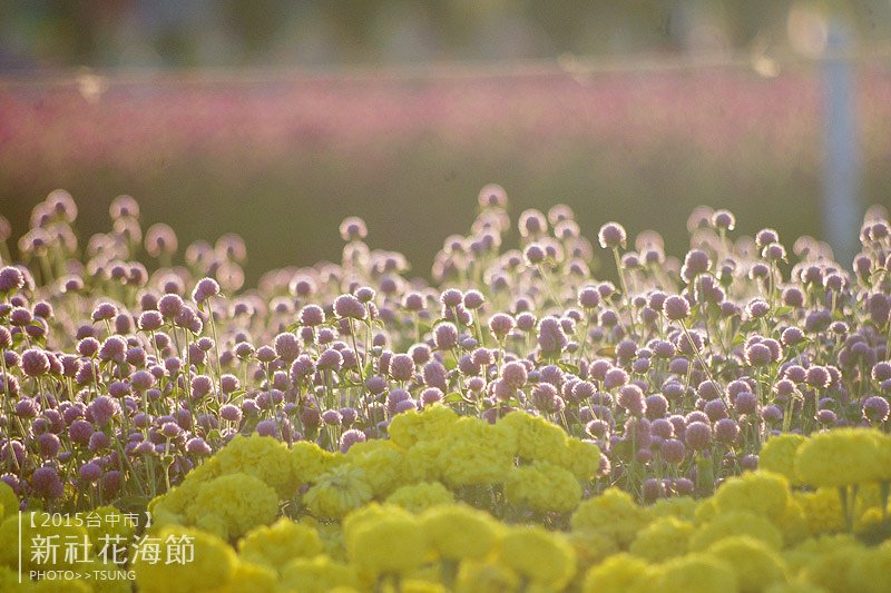 2015新社花海