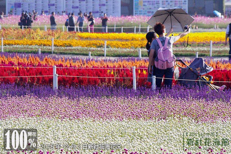 2015新社花海