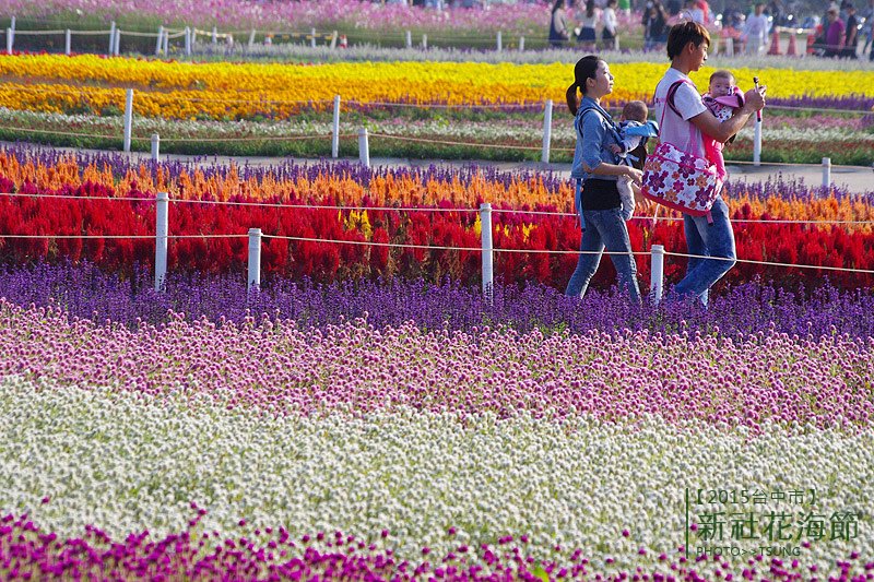 2015新社花海