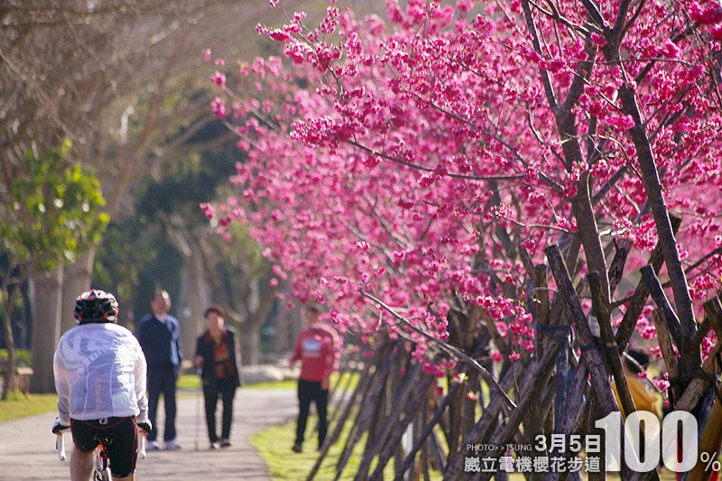 台中市櫻花花況