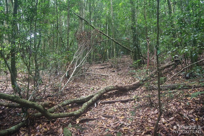谷關七雄八仙山【松鶴線】