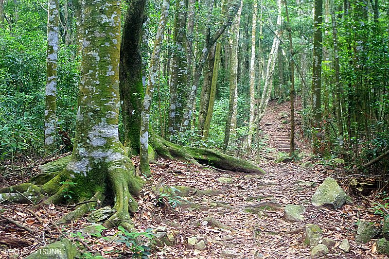 谷關八仙山