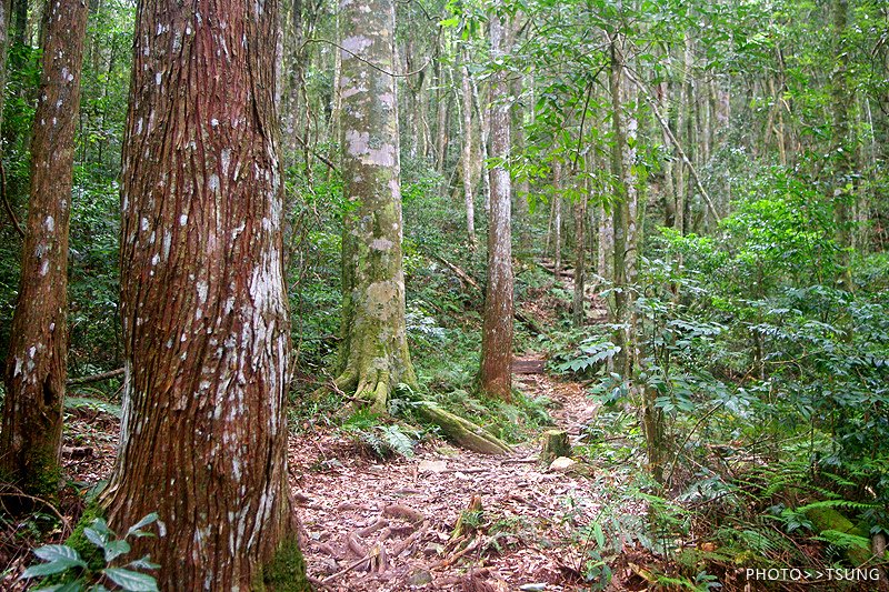 谷關八仙山