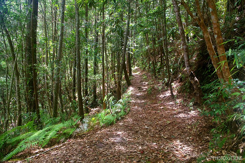 谷關八仙山