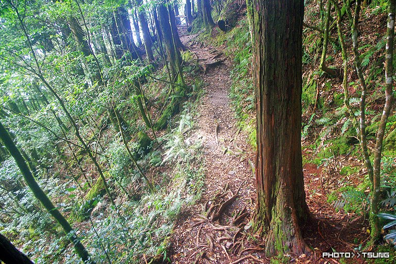 八仙山主峰步道