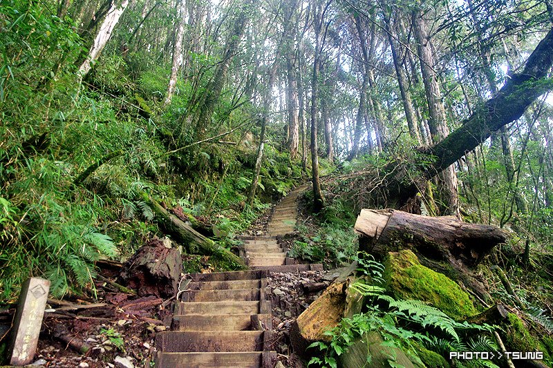 八仙山主峰步道