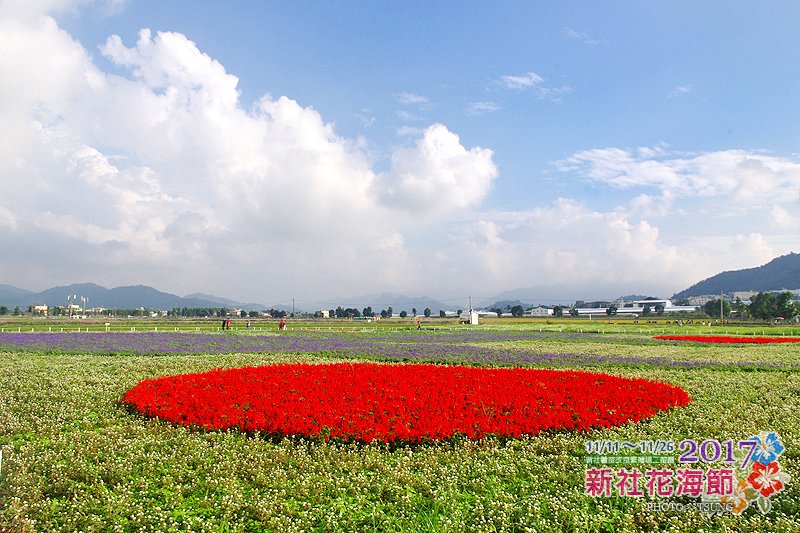 2017新社花海節