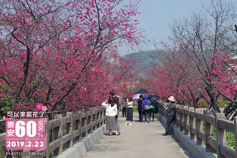 2019泰安櫻花季