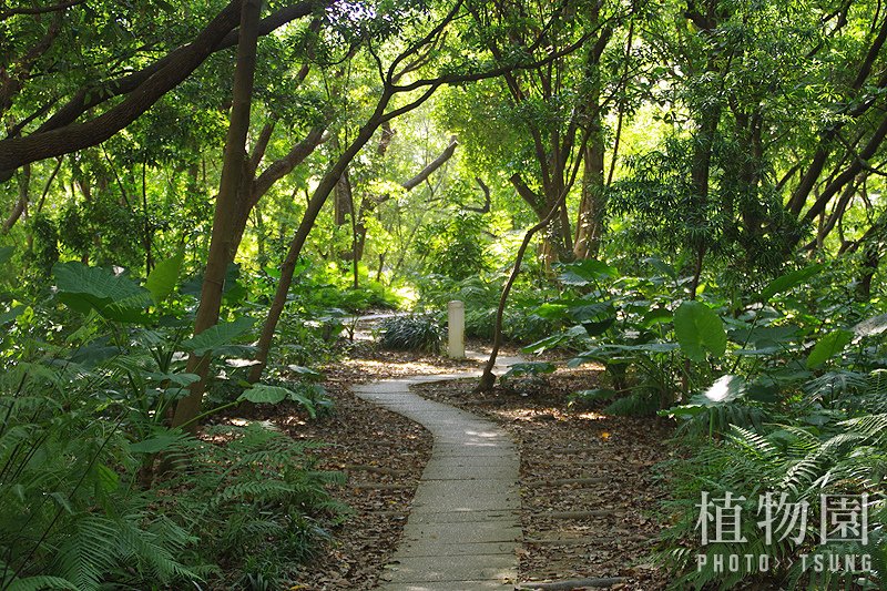 台中植物園│隱藏在都市裡的熱帶雨林