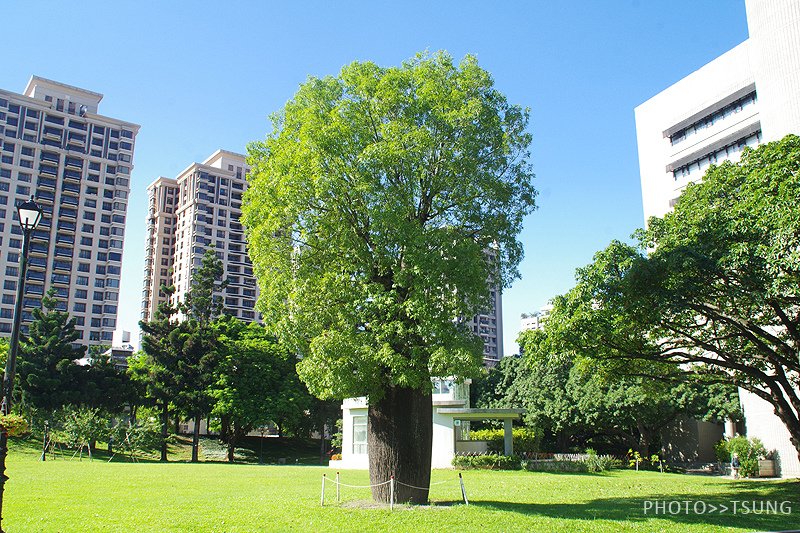 台中植物園│隱藏在都市裡的熱帶雨林