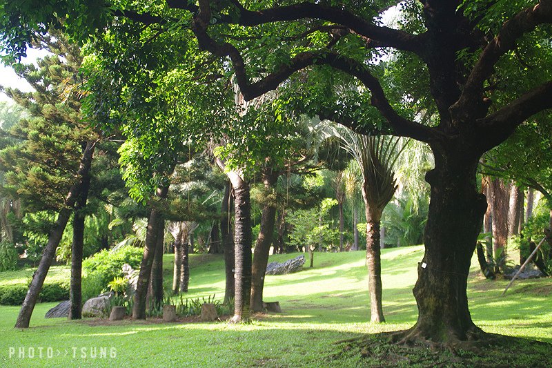 台中植物園│隱藏在都市裡的熱帶雨林