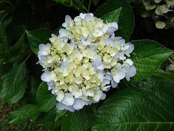 031花.jpg
