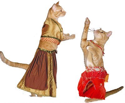 cats-egypt-belly-dance.jpg