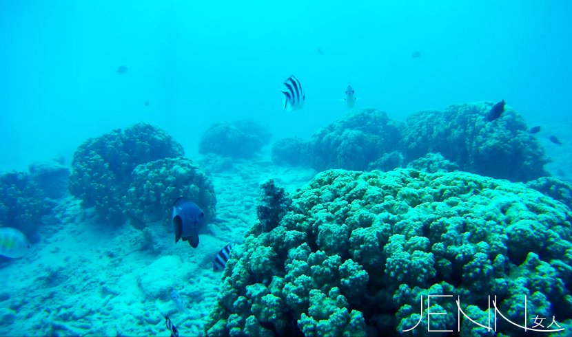 JNSDivers09.jpg