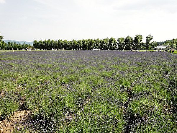 DAY4-富田農場三