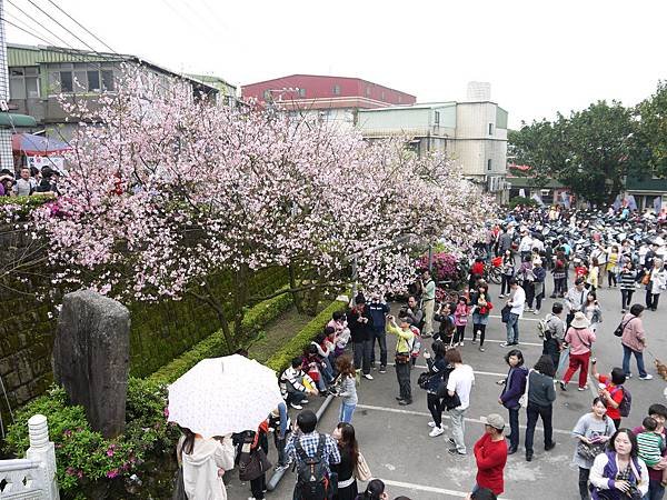 2012.3.18淡水天元宮賞櫻