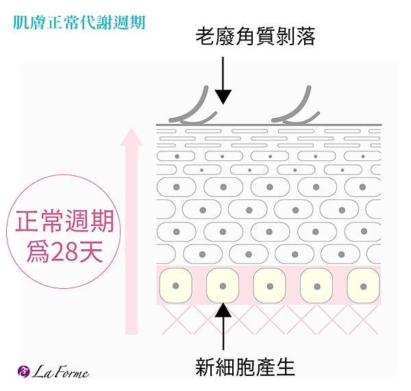 210617-肌膚代謝週期.jpg