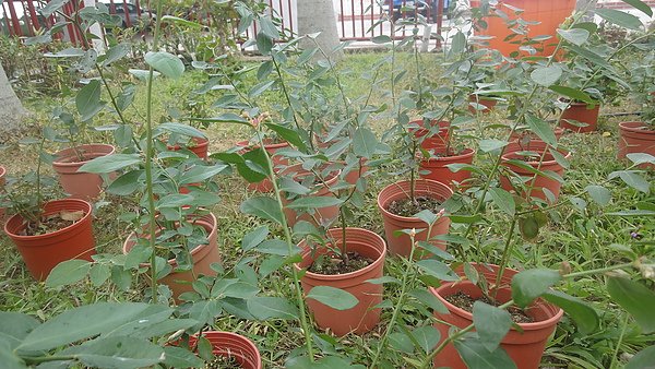 藍苺怕積水
