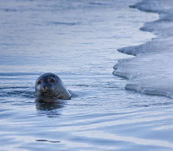 Jokulsarlon-Selir-stillur-301