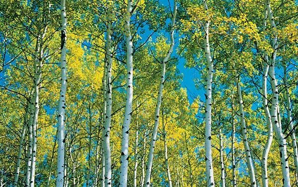 Aspen