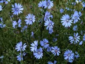 Chicory