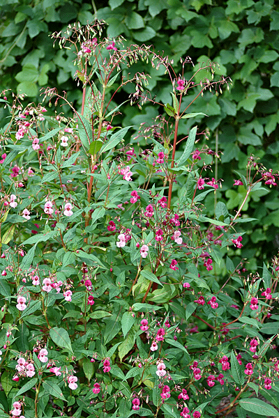 impatiens