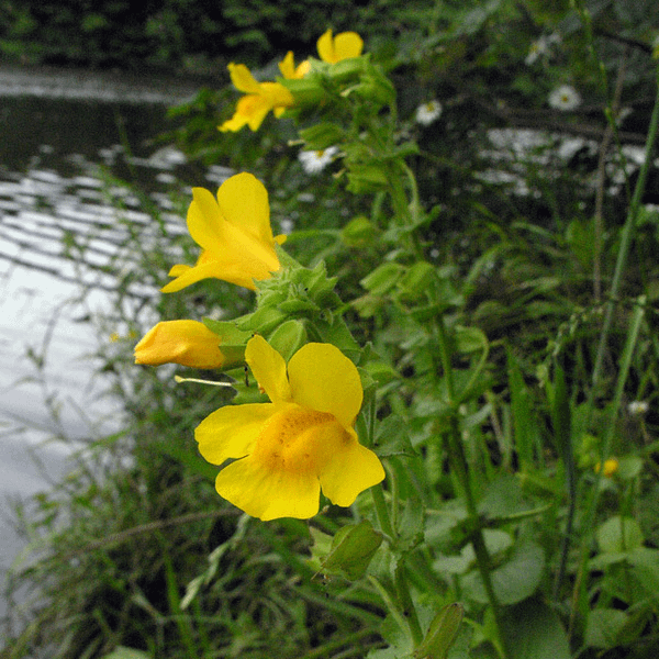 Mimulus