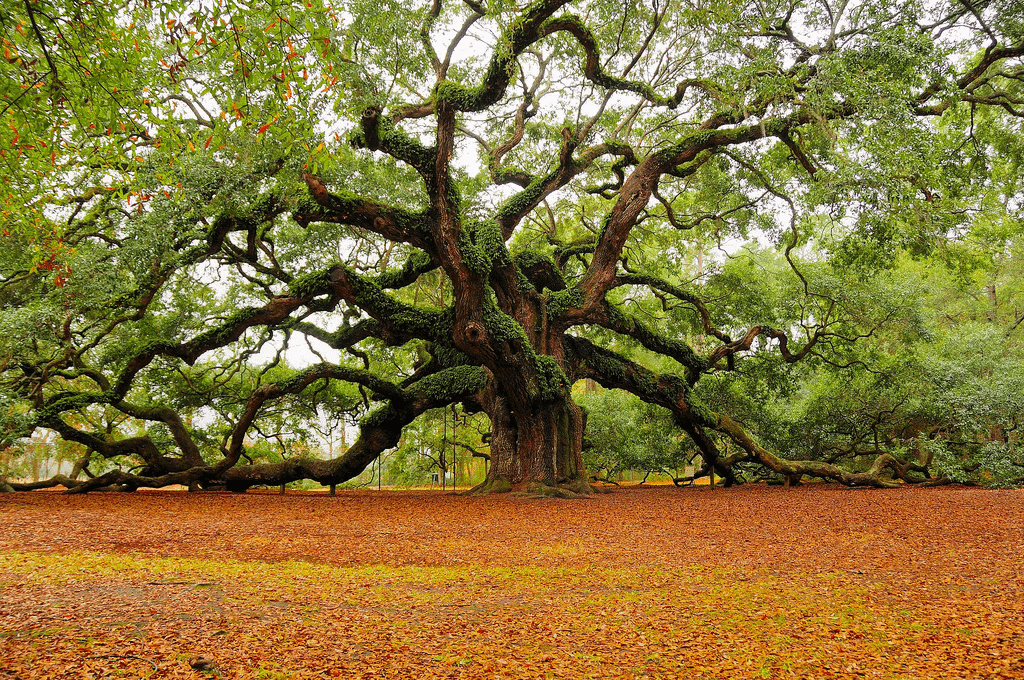 Oak