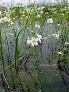 water violet