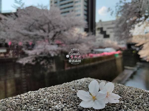 素食心旅行--東京自由行  讓素食者也能盡享東京美食的東京素