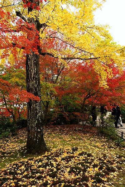 常寂光寺