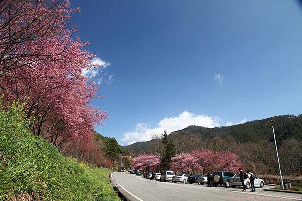 2011_sakura_rain_0033.JPG