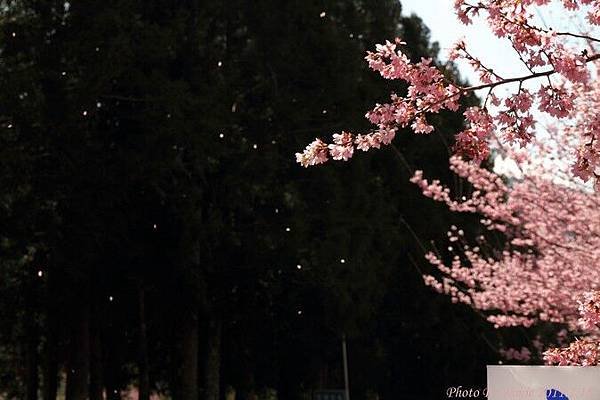 2011_sakura_rain_0036.JPG