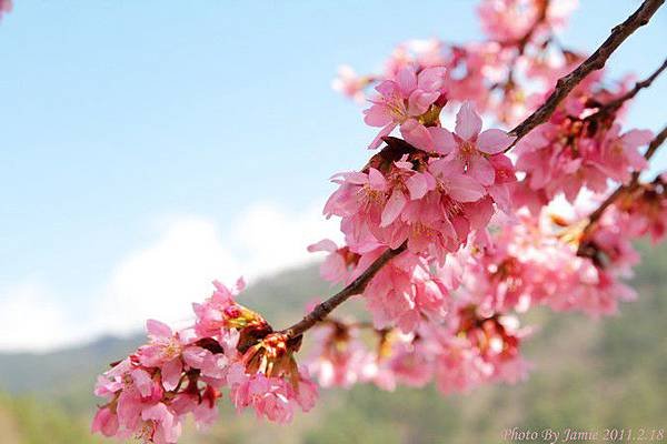 2011_sakura_rain_0040.JPG