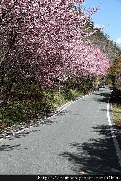 2011_sakura_rain_0001.JPG