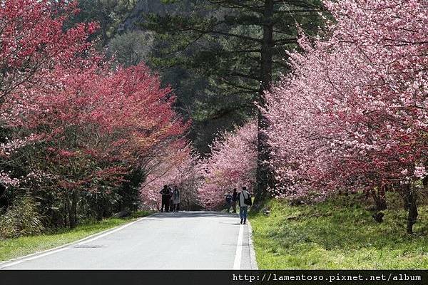 2011_sakura_rain_0068.JPG