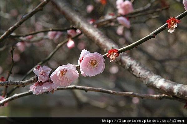 2011_sakura_rain_0071.JPG