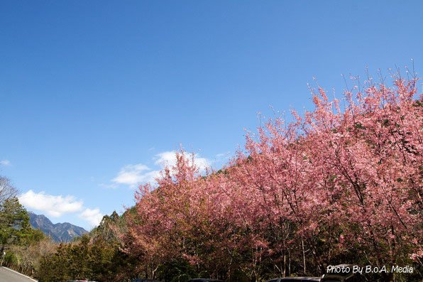 Shi_Ba_Sakura_0016.JPG