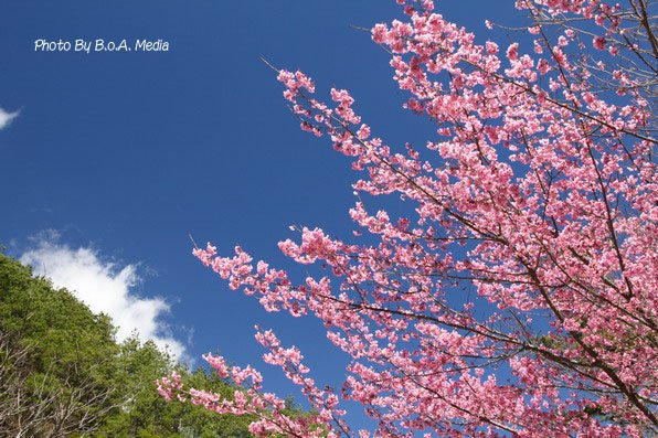 Shi_Ba_Sakura_0028.JPG