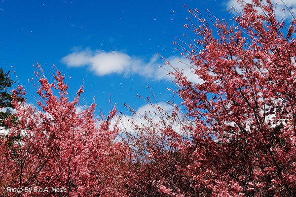 Shi_Ba_Sakura_0069.jpg