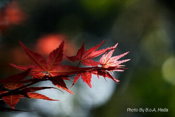 Maple_Leaves0006.JPG