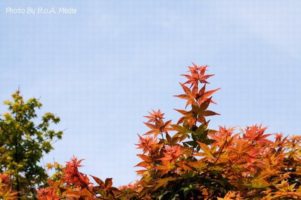 Maple_Leaves0008.JPG