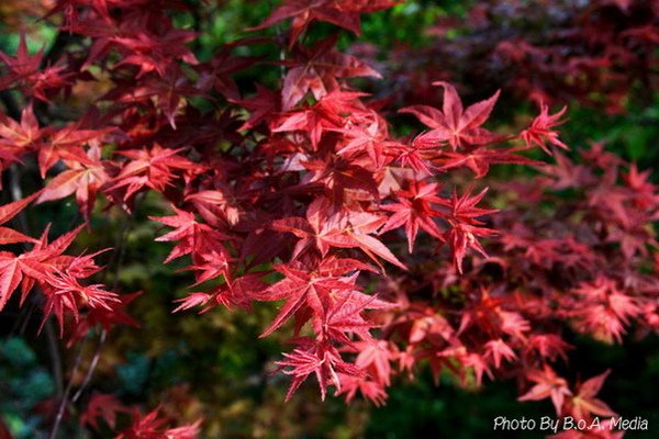 Maple_Leaves0013.JPG