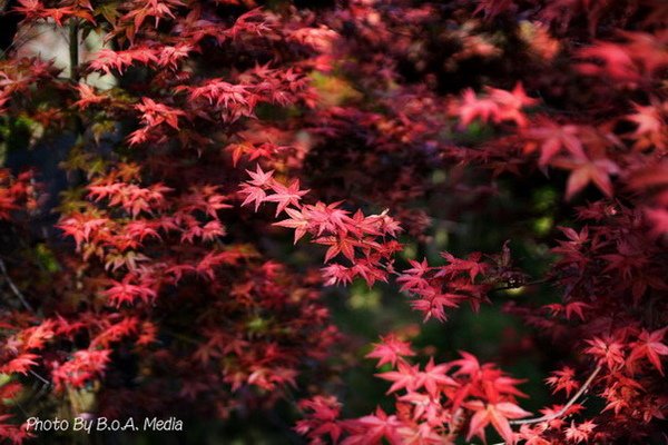 Maple_Leaves0038.JPG