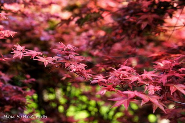 Maple_Leaves0043.JPG