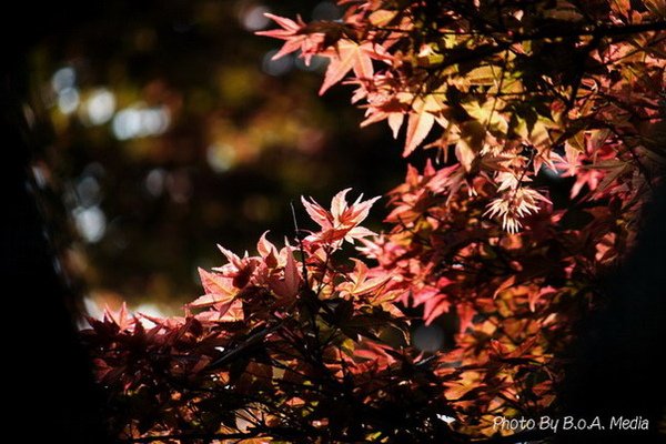 Maple_Leaves0054.JPG